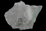 Partial Elrathia Trilobite Molt Fossil - Utah #140329-1